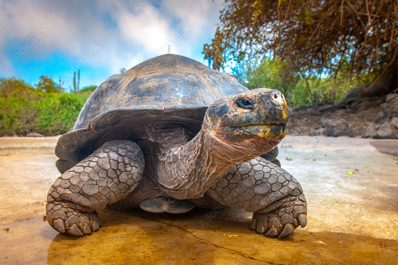 Galápagos